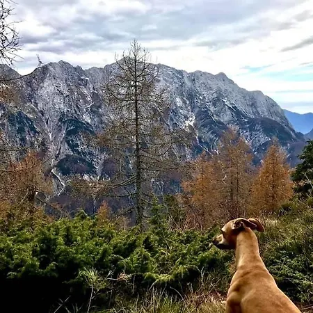 Apartma Center Appartement