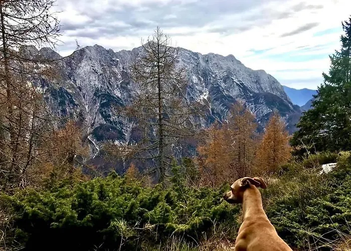 Apartma Center 아파트